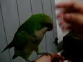 loro mimado Pepito