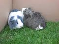 My guinea pigs outsidepart 1