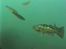 Kelp Bass Feeding