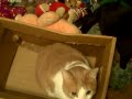The Box-Day 5