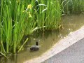 Baby Swans in Glasgow2