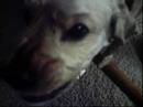 Bipolar Dog Bipolar Dog