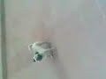 terror de chispita