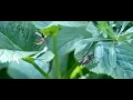 Soldier beetle takeoff