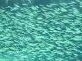videos de Divenig