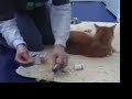 Home testing cat\