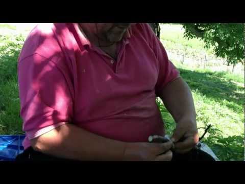 altoire - In acest film am altoit un nuc comun pe un portaltoi de nuc negru.