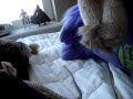Darth Vader takes down mean bearded dragon (R.I.P. Hera) Darth Vader takes down mean bearded dragon (R.I.P. Hera)