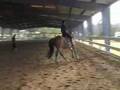 Clinic on Danny Day 1 - Canter Work (E)