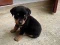 My Rottie Tauro My Rottie Tauro