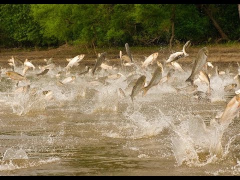 В США решили бороться с азиатским карпом с помощью электрошока