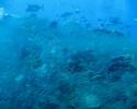 Thailand Video