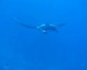 scuba-diving-thailand-similans.html