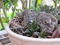 Baby Doves