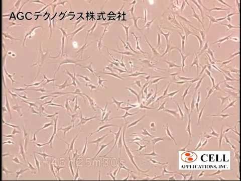 how to use moringa to cure hepatitis b