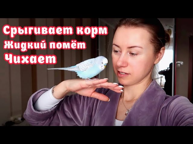 ПОЧЕМУ ПОПУГАЙ СРЫГИВАЕТ КОРМ? ПОЧЕМУ ЧИХАЕТ?ЧТО ДЕЛАТЬ ЕСЛИ ЖИДКИЙ ПОМЁТ У ПОПУГАЯ? ЧЕМ КОРМИТЬ?