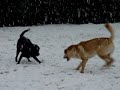 Dogs in snow
