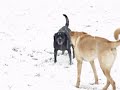 Dogs in snow