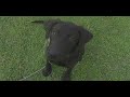 Fletch goes to Doggy Boot Camp