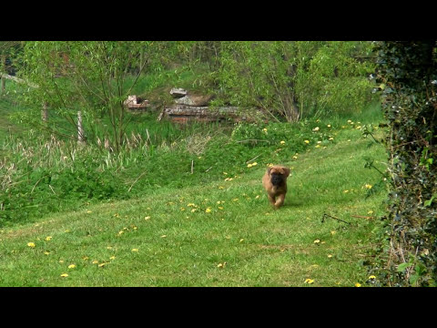 bullmastiff