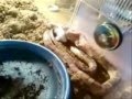 Snake eating a bit too big mouse ;P part 2