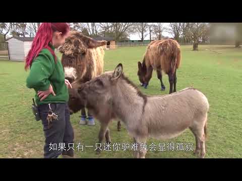 世上最小的驴仅60厘米高比山羊还矮小(视频)