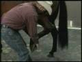 videos de Horse Health from TV Horse Source