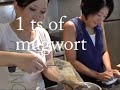 Rice cake for Chuseok (songpyeon)