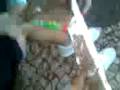 videos de Chocococa Latecola ;d