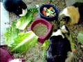 guinea pigs loving their romaine