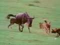 Female Wildebeest Vigorously Defends Calf