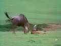 Female Wildebeest Vigorously Defends Calf Female Wildebeest Vigorously Defends Calf