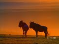 Female Wildebeest Vigorously Defends Calf