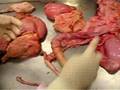 aparato reproductor masculino veterinaria