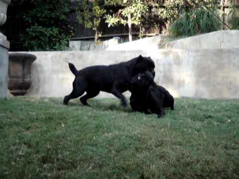 cane corso