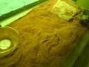 SAND BOAS LIVE EATTING SAND BOAS LIVE EATTING