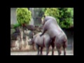 hot rhinos, breeding rhinos, rhinos intercourse rinocerontes apareandose