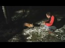 RENARD apprivoisé au Québec RENARD apprivoisé au Québec
