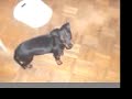 Manchester terrier cucciolo