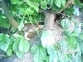 Alanya mahmutseydi kedi Alanya mahmutseydi kedi