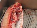 sliced-in-half-fish at supermarket (still alive) sliced-in-half-fish at supermarket (still alive)