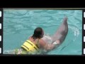 Punta Cana Delfines
