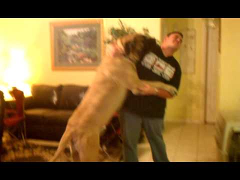 english mastiff