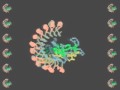 Hugging Tightly: Human RNase Inhibitor