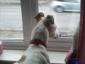 Milo: My Beautiful Lurcher Milo: My Beautiful Lurcher