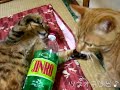 ツネオjinroで酔っ払う？