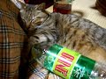 ツネオjinroで酔っ払う？