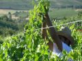 TRABAJOSDEVIÑEDOYBODEGA_CASARDEBURBIA.avi