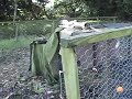 Guinea Pigs eating lettuce and relaxing in England Guinea Pigs eating lettuce and relaxing in England