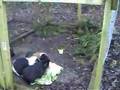 Guinea Pigs eating lettuce and relaxing in England